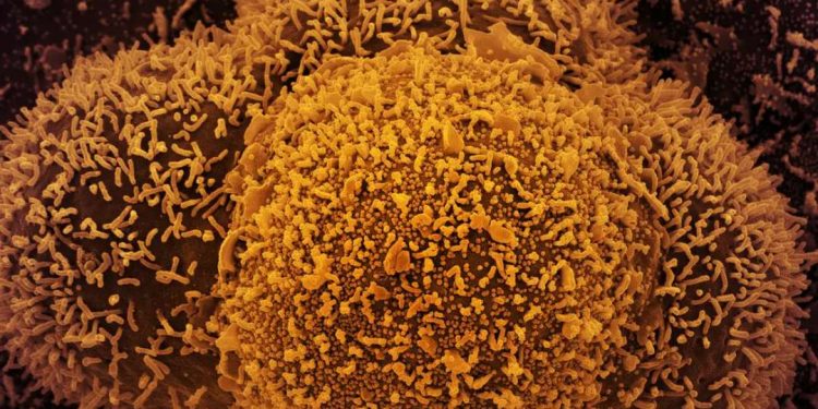 Nova subvariante da covid-19 é identificada no Brasil