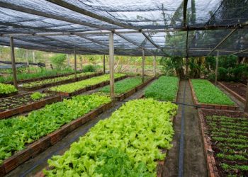 Prazo para inscrições no Garantia-Safra vai até 20 de março