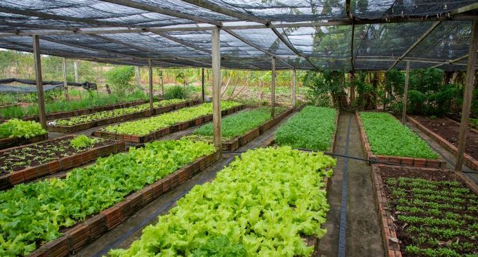 Prazo para inscrições no Garantia-Safra vai até 20 de março