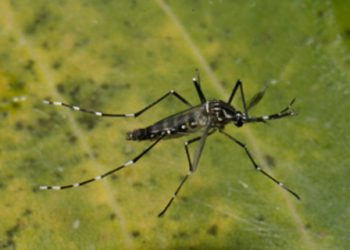 Número de casos de dengue em 2024 — mais de 524 mil — é 305% maior que em 2023