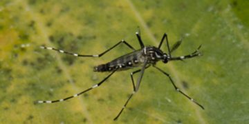 Número de casos de dengue em 2024 — mais de 524 mil — é 305% maior que em 2023