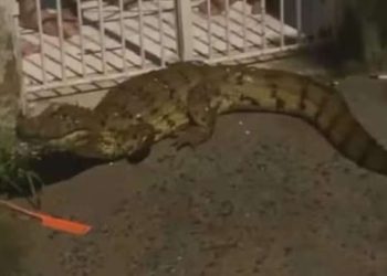 Jacaré aparece em bairro residencial de Feira após temporal