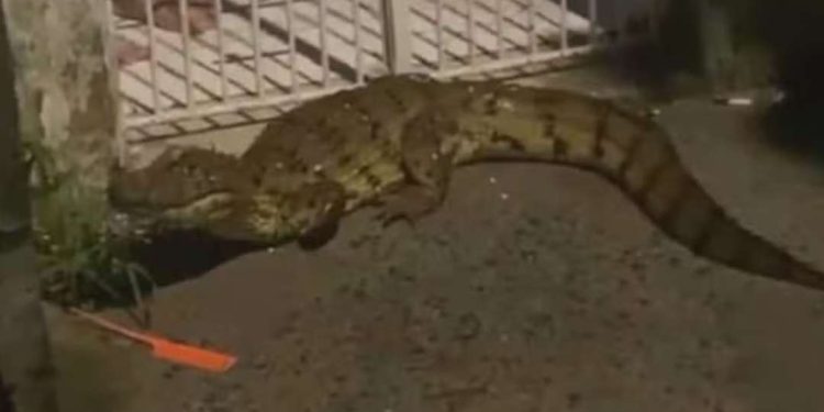 Jacaré aparece em bairro residencial de Feira após temporal