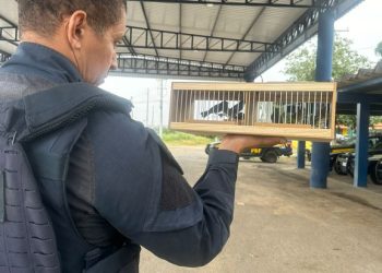 PRF flagra transporte ilegal de aves silvestres na BR 116 em Feira de Santana