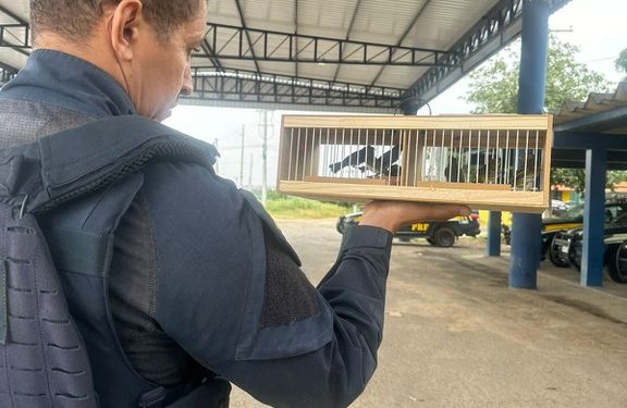 PRF flagra transporte ilegal de aves silvestres na BR 116 em Feira de Santana