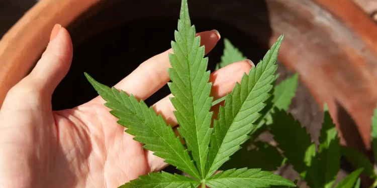 STF suspende julgamento sobre descriminalização do porte de drogas