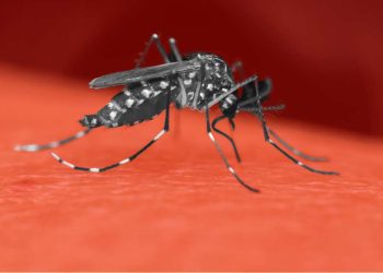 Número de mortos por dengue sobe para 12 na Bahia