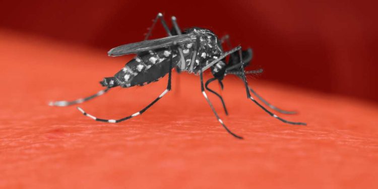 Número de mortos por dengue sobe para 12 na Bahia