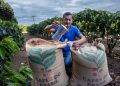 Dia Mundial do Café: investimentos na produção geram impactos positivos na qualidade do café e na economia da Bahia