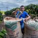 Dia Mundial do Café: investimentos na produção geram impactos positivos na qualidade do café e na economia da Bahia