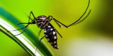 Brasil contabiliza mais de 2,4 milhões de casos de dengue