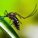 Brasil contabiliza mais de 2,4 milhões de casos de dengue