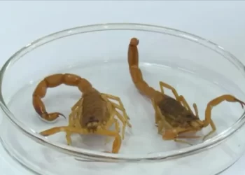 Bahia registra mais de 5 mil casos envolvendo escorpiões em 3 meses