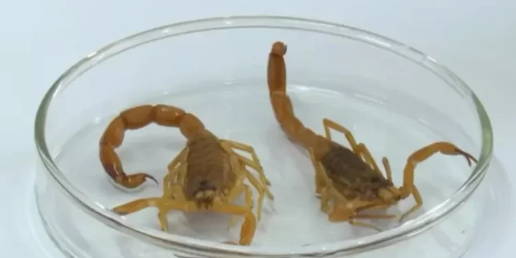 Bahia registra mais de 5 mil casos envolvendo escorpiões em 3 meses