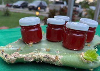 Pesquisadores baianos desenvolvem geleias a partir do cacto