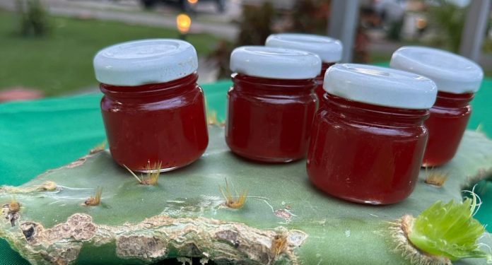 Pesquisadores baianos desenvolvem geleias a partir do cacto