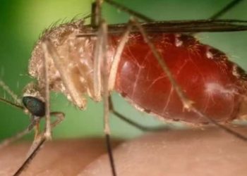 Número de casos de Febre Oropouche cresce 50% em uma semana na Bahia