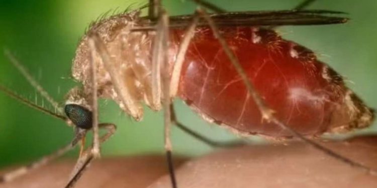 Número de casos de Febre Oropouche cresce 50% em uma semana na Bahia