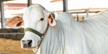 Bahia economiza R$ 100 milhões e mira mercados com o fim da vacinação contra a febre aftosa