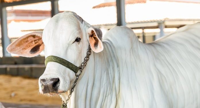 Bahia economiza R$ 100 milhões e mira mercados com o fim da vacinação contra a febre aftosa