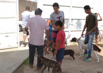 Centro de Controle de Zoonoses intensifica vacinação contra a raiva