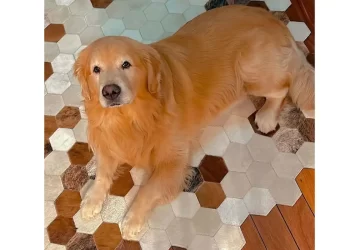 Câmara aprova projeto que obriga aéreas a rastrear transporte de pets