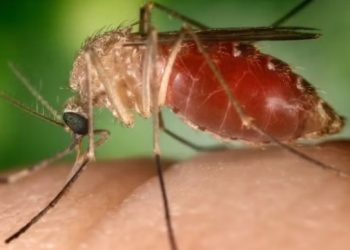 Sesab registra primeira morte por frebre Oropouche na Bahia