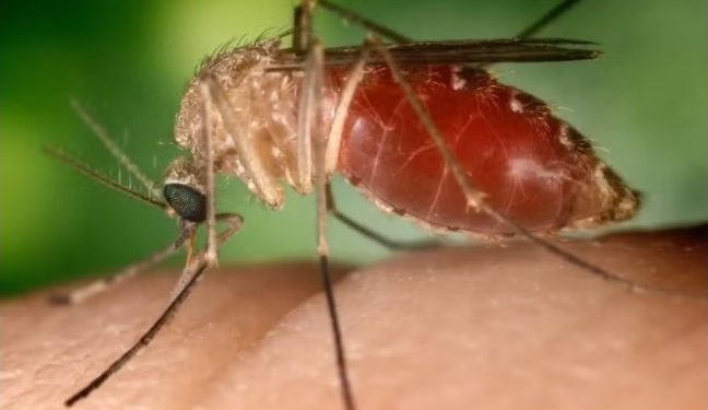 Sesab registra primeira morte por frebre Oropouche na Bahia