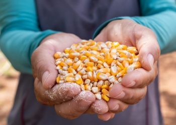 Mais de 21 mil famílias baianas de agricultores são beneficiadas com a entrega de milho para alimentação animal