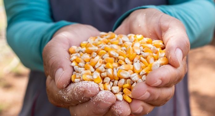 Mais de 21 mil famílias baianas de agricultores são beneficiadas com a entrega de milho para alimentação animal