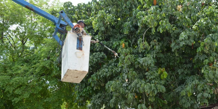 Prefeitura intensifica os serviços de limpeza e poda de árvores na Santa Mônica I e II e Lagoa Subaé