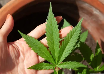 Decisão do STF sobre porte de maconha demanda novos procedimentos