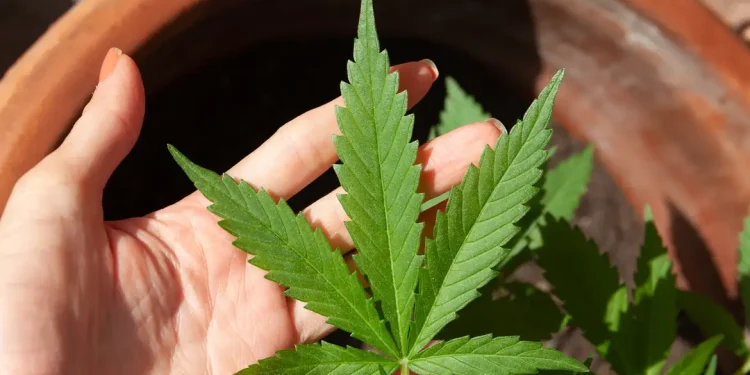 Decisão do STF sobre porte de maconha demanda novos procedimentos