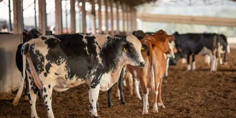 Receita investiga sonegação de quase R$ 1 bilhão em venda de gado