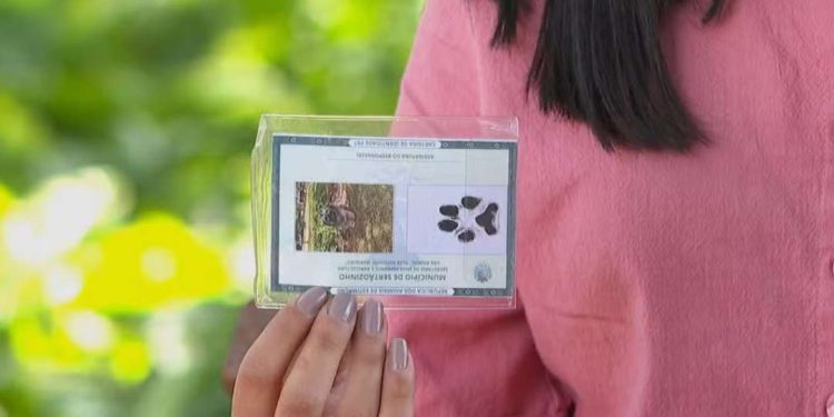 Pets podem ‘tirar’ o RG em cidade do interior de SP; veja para que serve documento