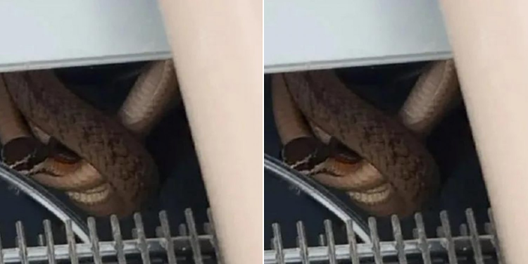 Cobra é encontrada dentro de bebedouro em escola de Feira de Santana
