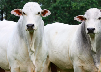 UFRB realiza 9º Leilão de Bovinos com mais de 30 animais das raças Nelore e Girolando