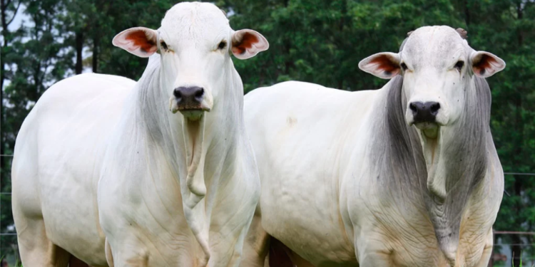 UFRB realiza 9º Leilão de Bovinos com mais de 30 animais das raças Nelore e Girolando