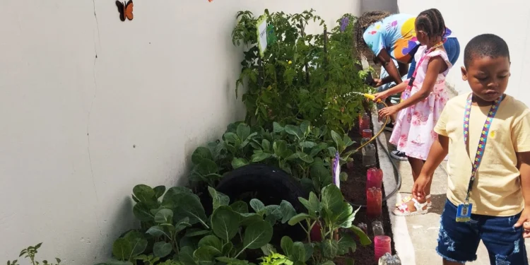 Plantar e colher: a horta como terapia e ferramenta de inclusão para as crianças autistas