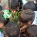 Feira de Santana celebra Dia da Árvore com ações de arborização e educação ambiental