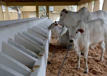 Edição histórica da Expofeira será aberta hoje, após intervalo de quatro anos