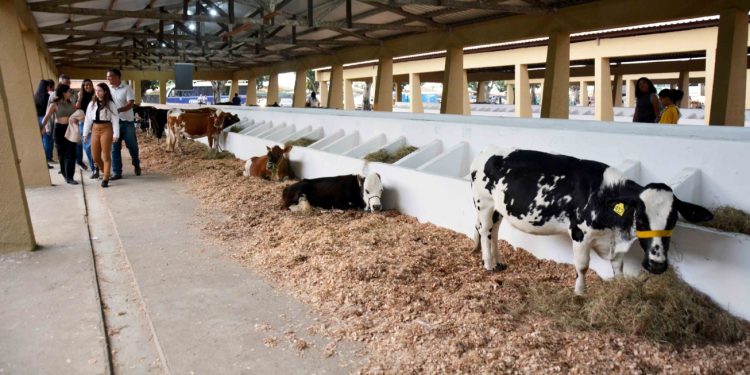 Mini bois e pôneis roubam a cena e encantam o público na Expofeira 2024