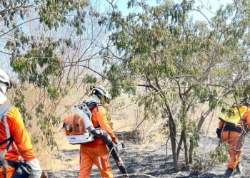 Doze municípios baianos registram incêndios florestais neste fim de semana