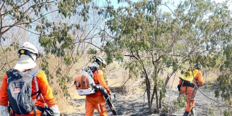 Doze municípios baianos registram incêndios florestais neste fim de semana
