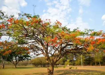 Primavera 2024: clima seco deve continuar até meados novembro