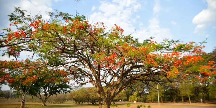 Primavera 2024: clima seco deve continuar até meados novembro
