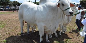 Melhoramento genético de bovinos, caprinos e ovinos avança nos distritos de Feira
