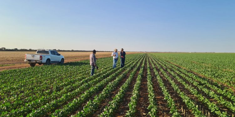 Bahia possui 8,5 mil engenheiros agrônomos registrados no Crea-BA