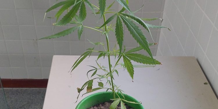 Polícia Militar prende homem por cultivo ilegal de maconha em Feira de Santana