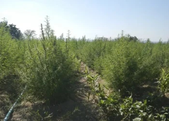 ExpoCannabis mostra potencial de empregabilidade no mercado da planta